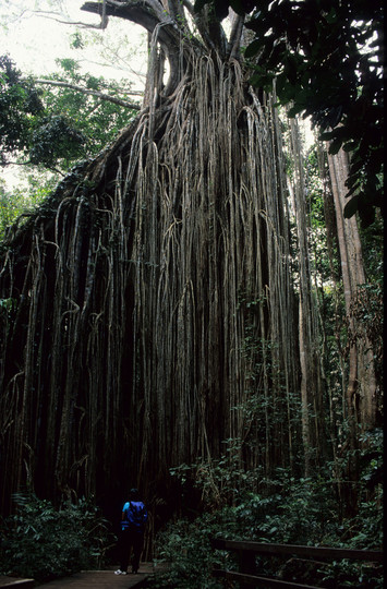 Ficus virens