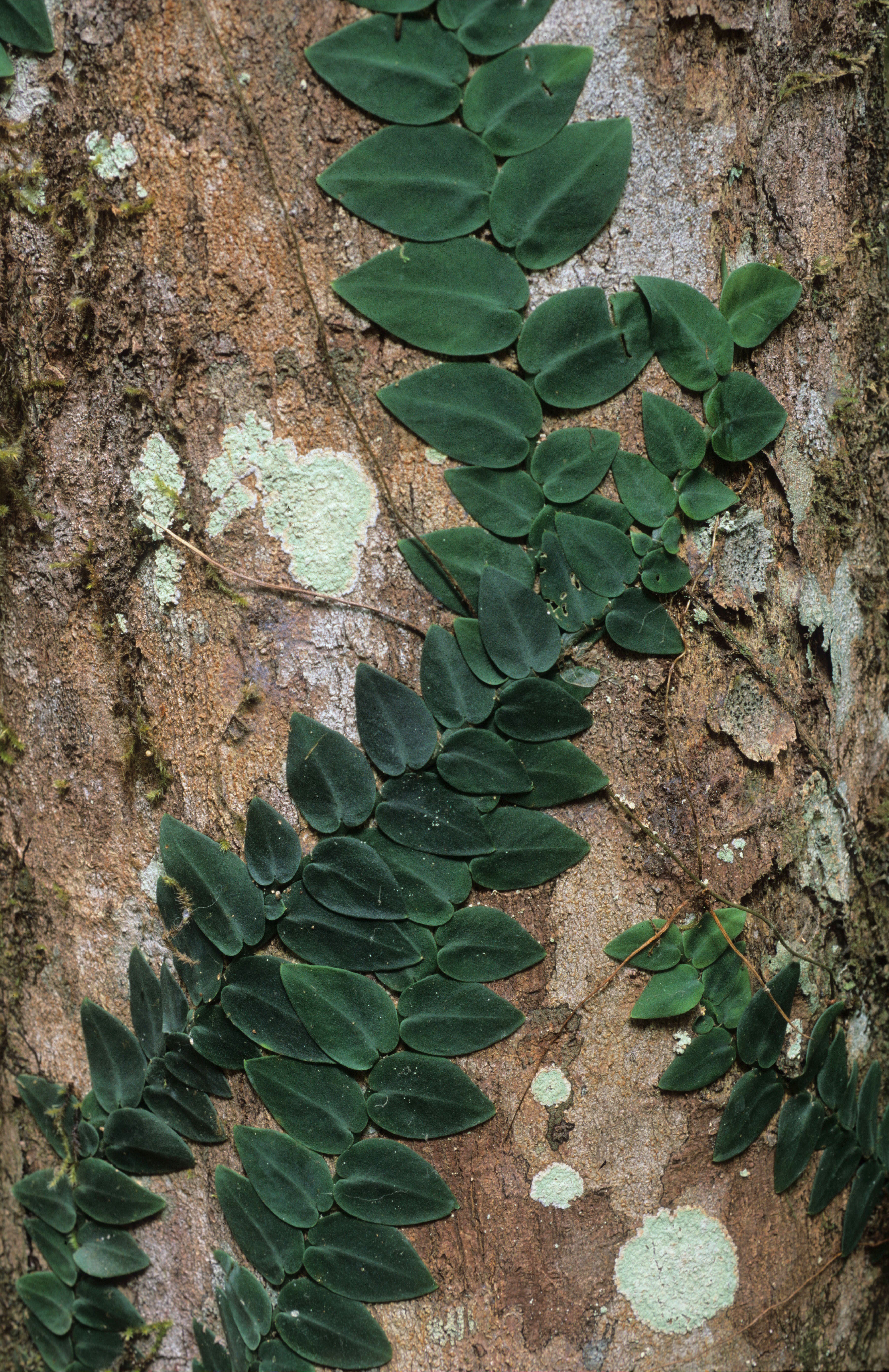 Rhaphidophora pachyphylla