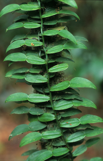 Pothos longipes