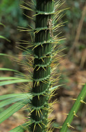 Calamus radicalis?