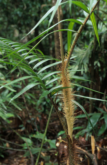 Calamus radicalis?