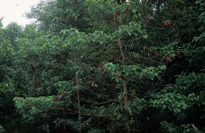 Homalanthus populiflorus