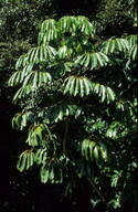 Schefflera actinophylla