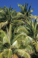 Cocos nucifera