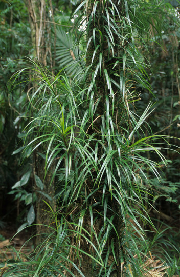 Freycinetia excelsa