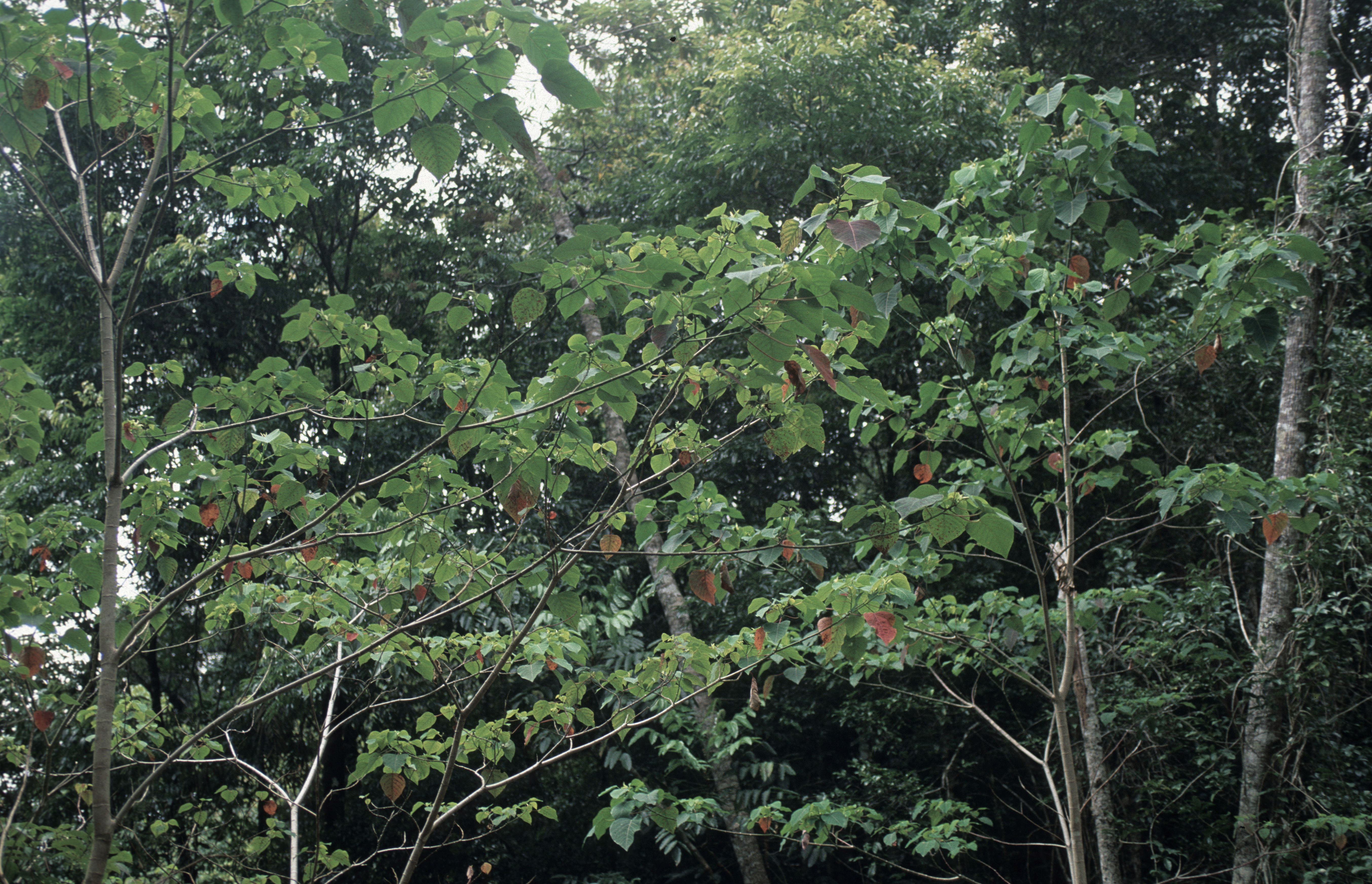 Homalanthus populiflorus