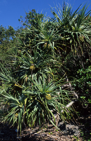 Pandanus sp.