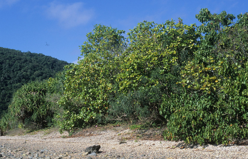 Hibiscus tiliaceus