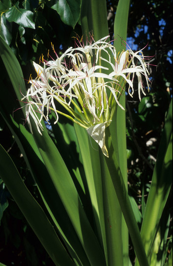 Crinum pedunculatum