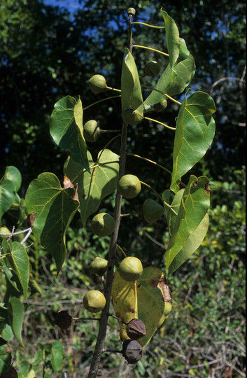 Thespesia populneoides