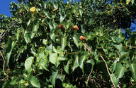 Hibiscus tiliaceus