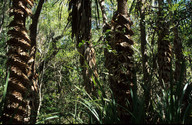 Pandanus spiralis