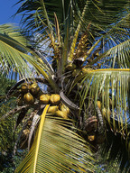 Cocos nucifera