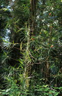 Freycinetia excelsa