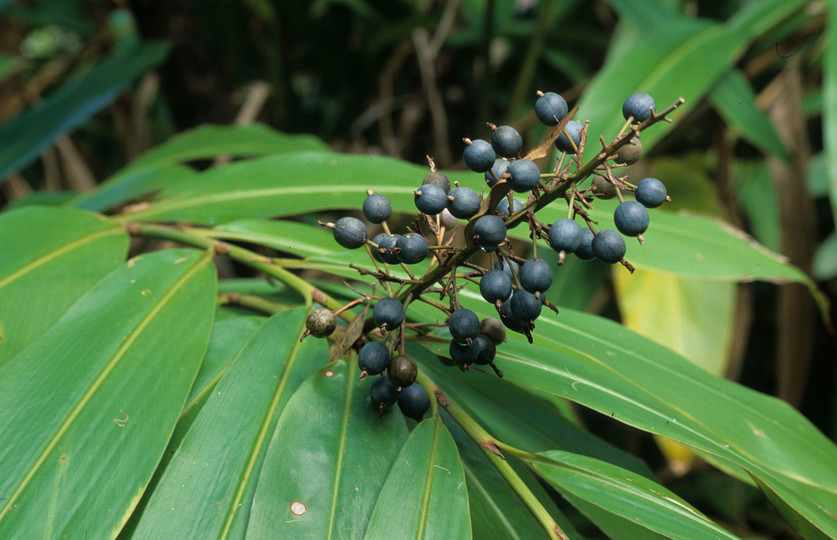 Alpinia caerulea