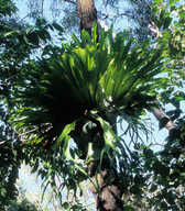 Platycerium superbum