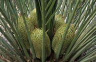 Macrozamia riedlei