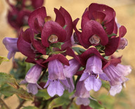 Prostanthera magnifica