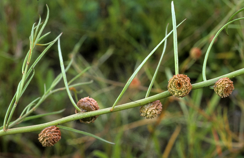 Tersonia cyathiflora