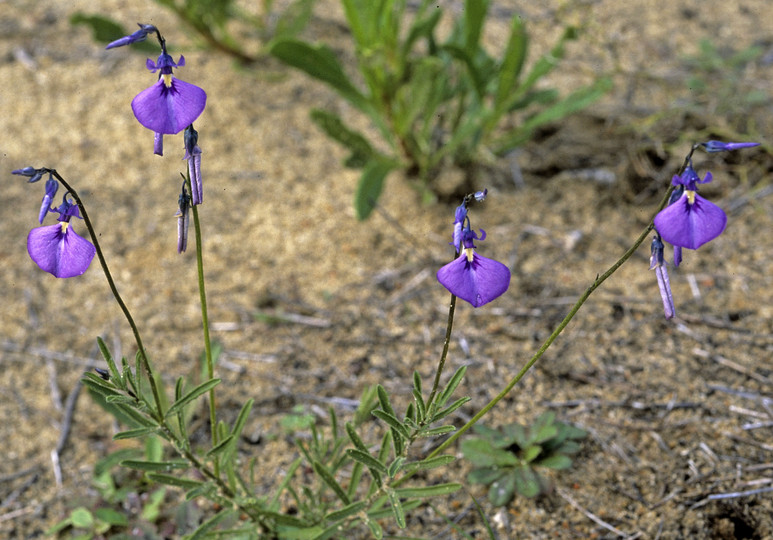 Hybanthus calycinus