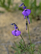 Hybanthus calycinus