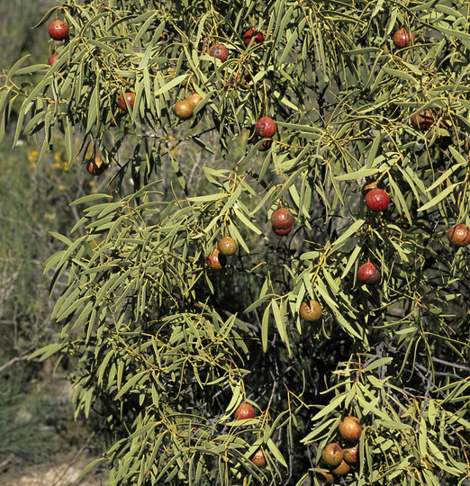 Santalum acuminatum