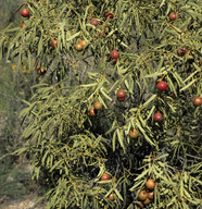 Santalum acuminatum