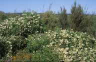 Clematis microphylla