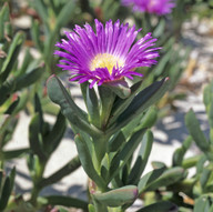 Carpobrotus rossii