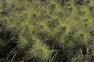 Spinifex longifolius