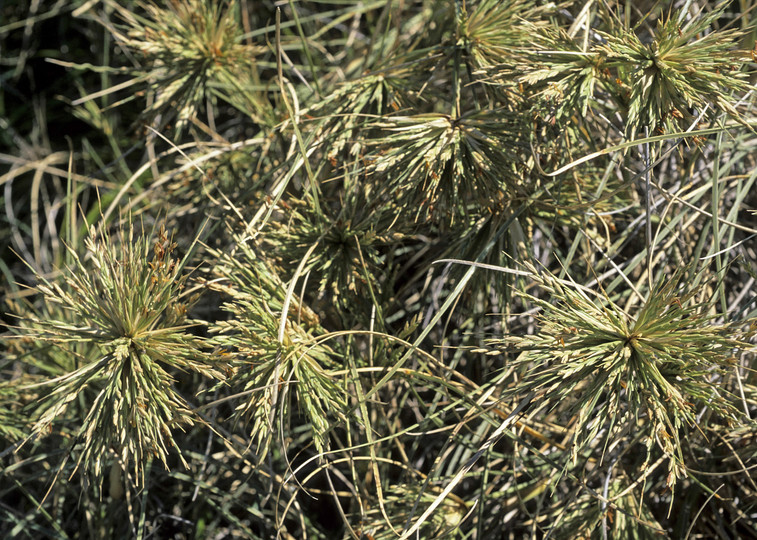 Spinifex longifolius