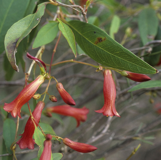 Billardiera erubescens