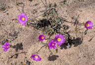 Calandrinia polyandra