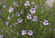 Hemiandra sp.