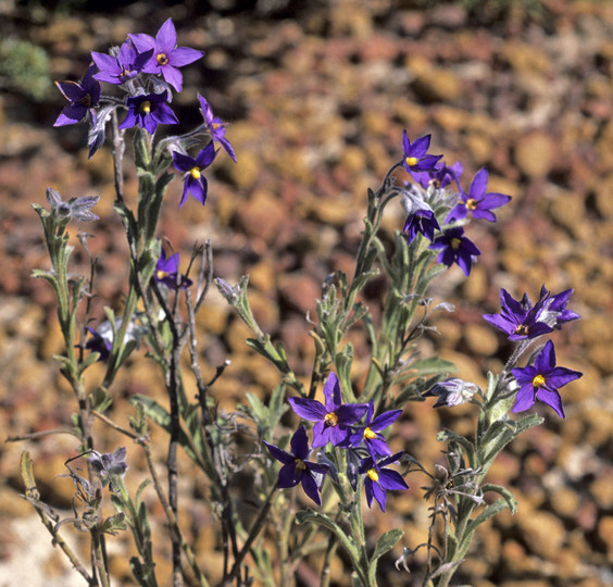 Halgania sericiflora