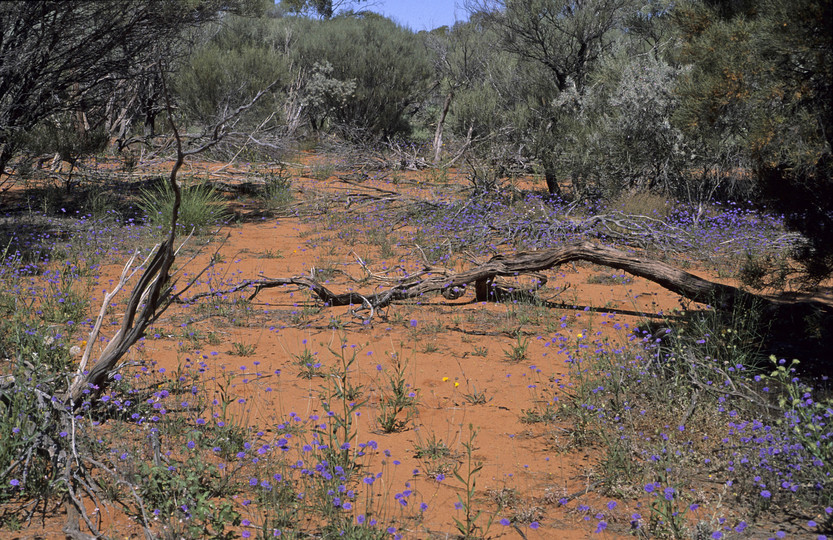 Brunonia australis