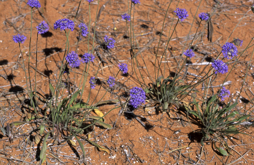 Brunonia australis