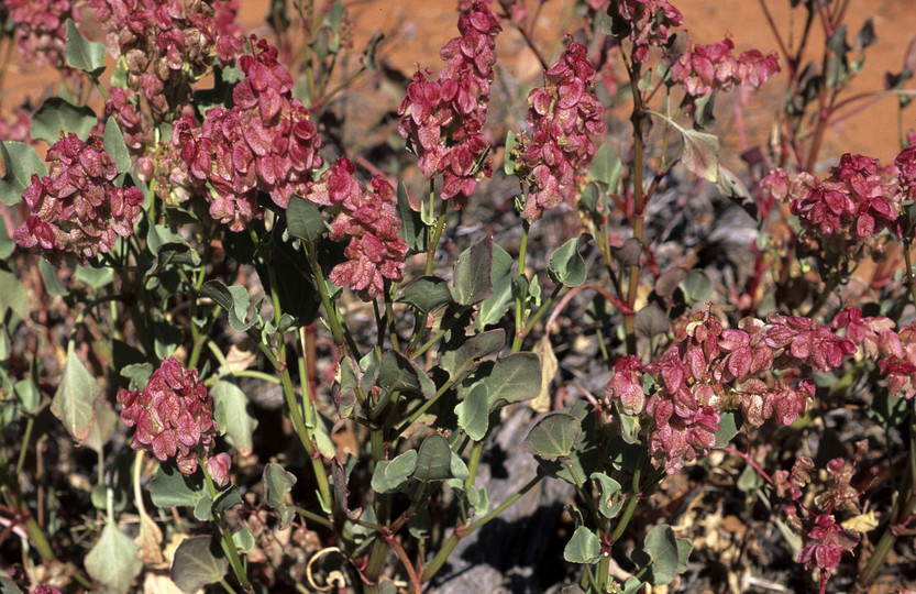 Rumex vesicarius