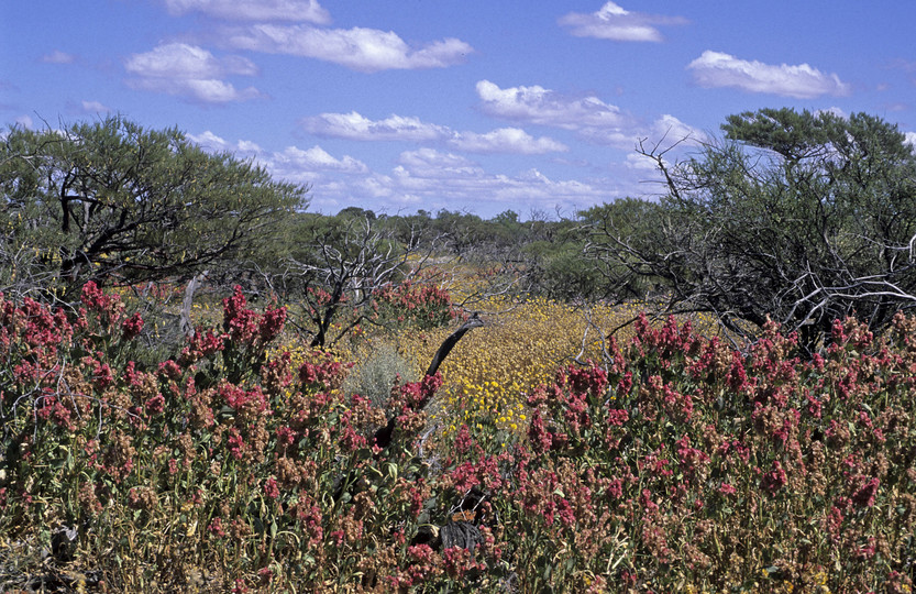 Rumex vesicarius