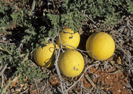 Citrullus colocynthis