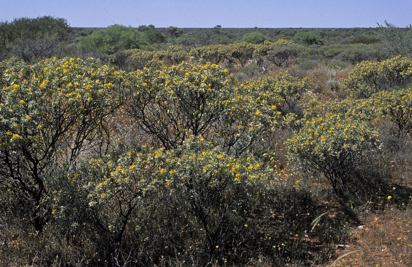 Cassia helmsii