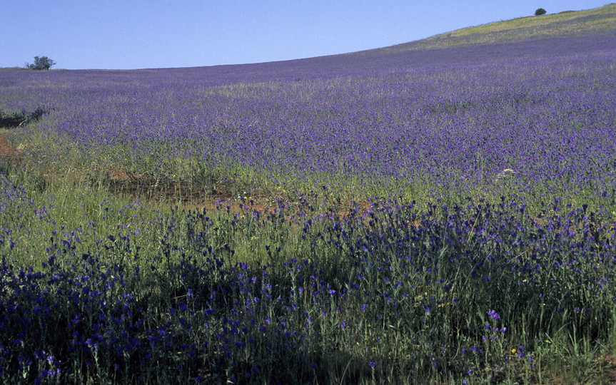 Echium plantagineum