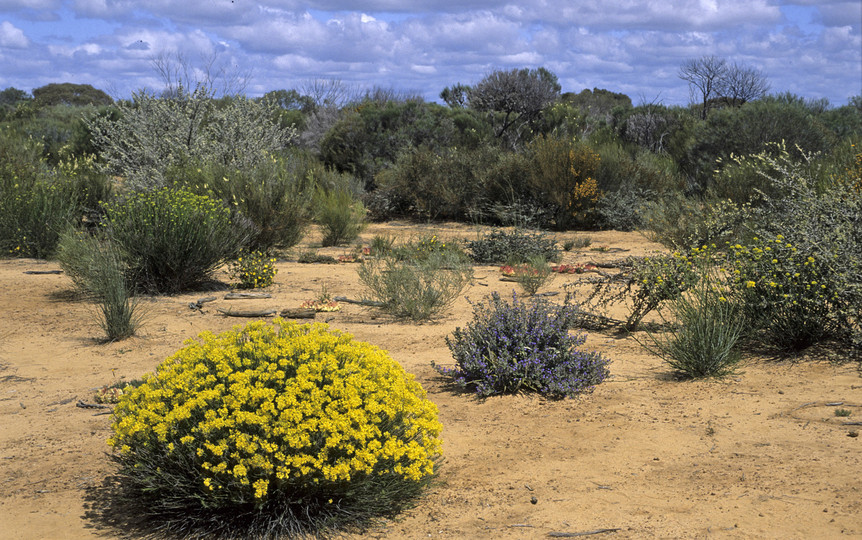 Glischrocaryon flavescens