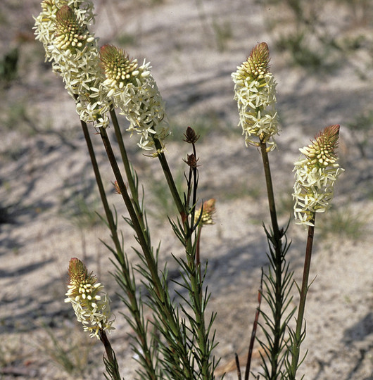 Stackhousia monogyna