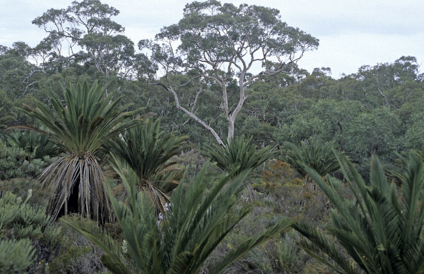 Macrozamia sp.