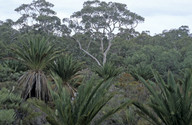 Macrozamia sp.