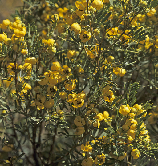 Cassia sp.