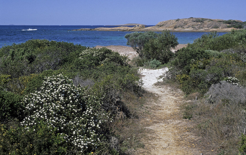 Ricinocarpus tuberculatus