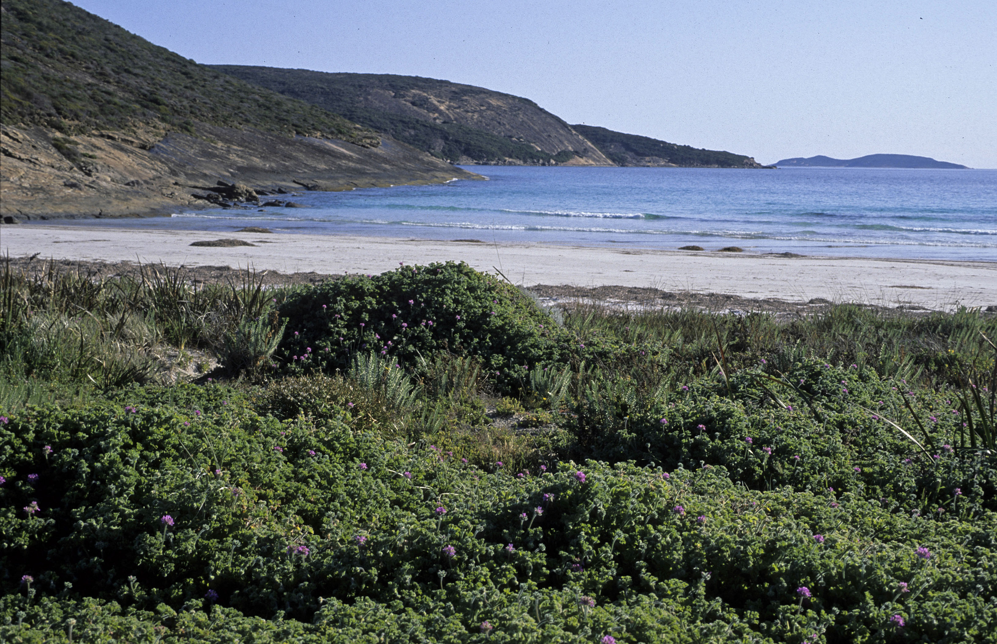Pelargonium littorale