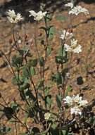 Xanthosia rotundifolia